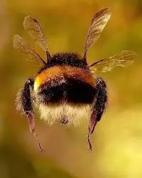 Humming – Self Regulating Stress